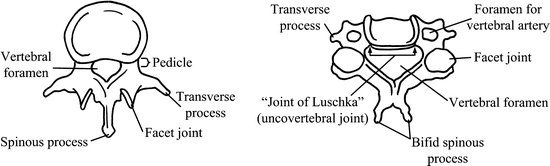 The Cervical Spine | SpringerLink