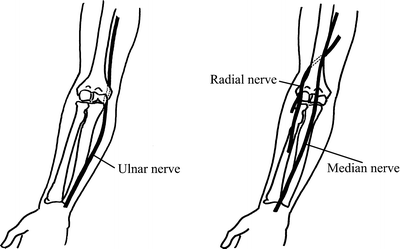 The Elbow | SpringerLink