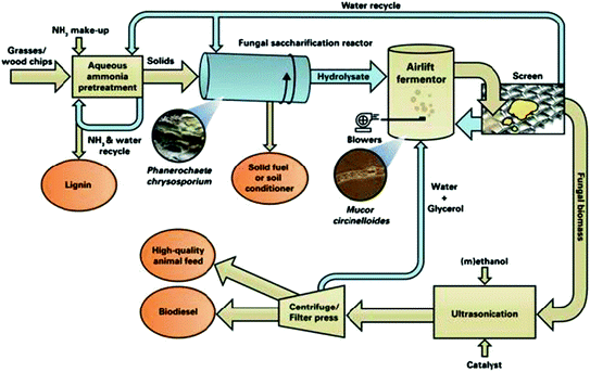 Second-Generation Biofuel Production from Corn-Ethanol Industry ...