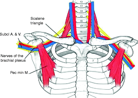 Thoracic Outlet Anatomy - Human Body Anatomy