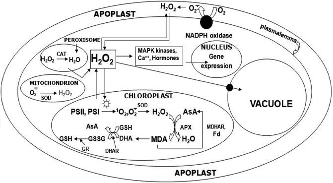 Role of H2O2 as Signaling Molecule in Plants | SpringerLink