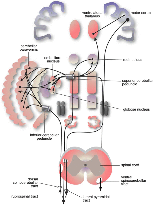 Cerebellum: Anatomy and Function | SpringerLink