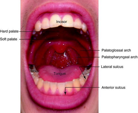 Oral Phase Preparation and Propulsion: Anatomy, Physiology, Rheology