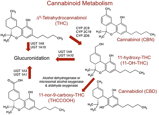 Cannabinoids Pharmacology, Abuse, And Addiction | SpringerLink