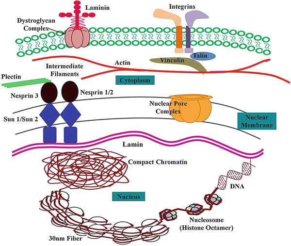 exploring nuclear lamin chromatin interactions their exploring nuclear lamin chromatin interactions their