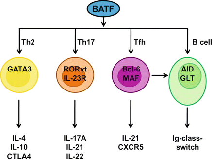 BATF | SpringerLink