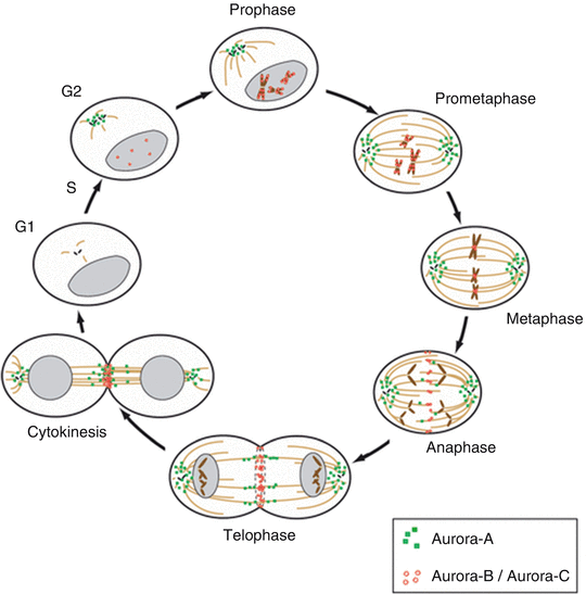 Aurora Kinases Biology Diagrams