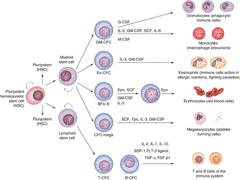 Stem Cell Technology | SpringerLink