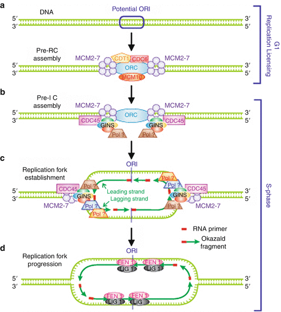 Nucleus and Genome: DNA Replication | SpringerLink