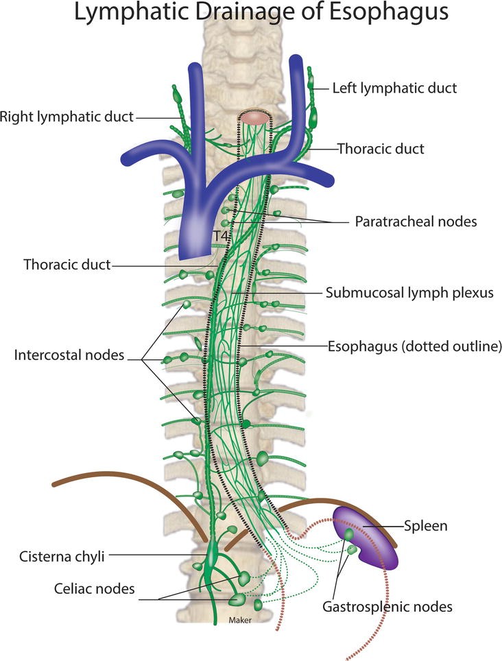 Pharynx And Esophagus 