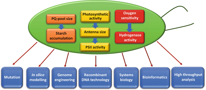 Biohydrogen Production | SpringerLink