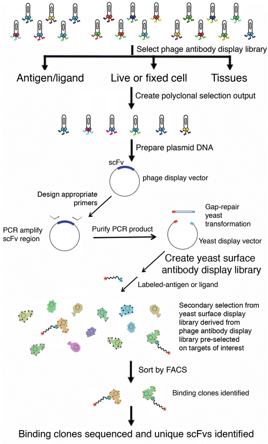 Combining Phage and Yeast Cell Surface Antibody Display to Identify ...