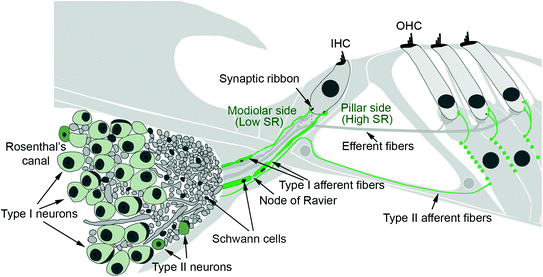 Loss, Degeneration, and Preservation of the Spiral Ganglion Neurons and ...