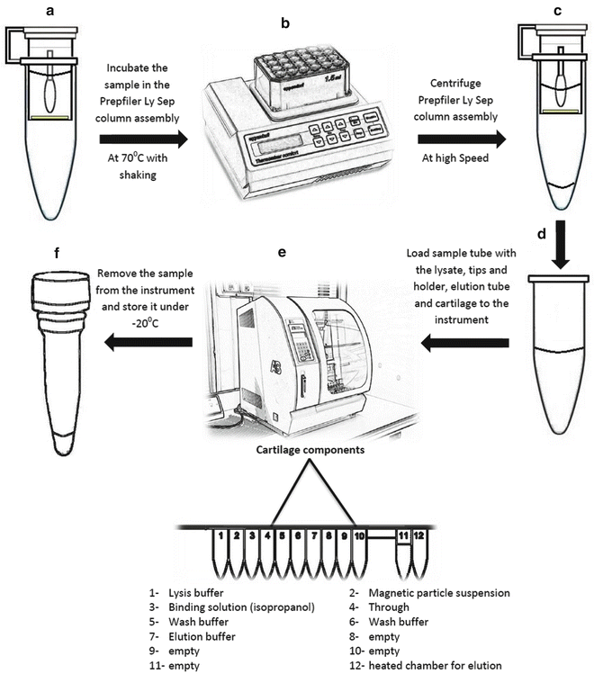 DNA Extraction Organic and SolidPhase SpringerLink