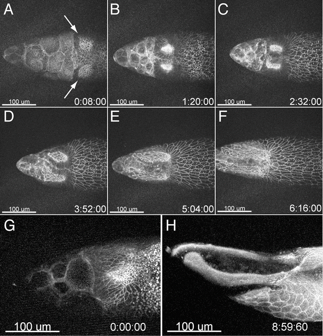 In Vitro Culturing and Live Imaging of Drosophila Egg Chambers A