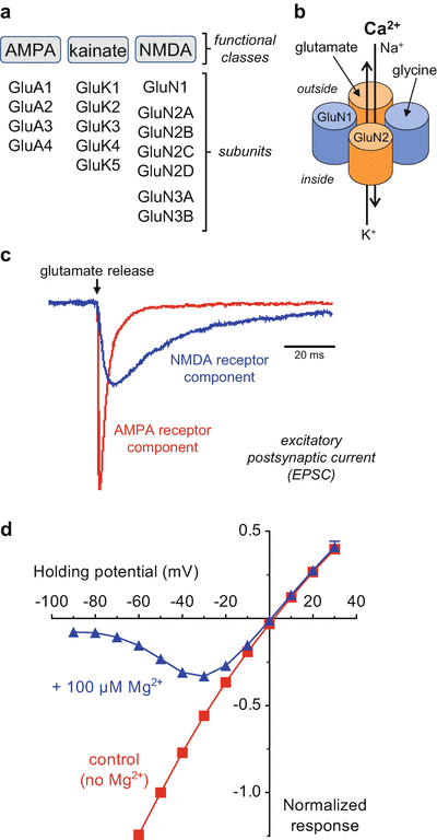 NMDA Receptors in the Central Nervous System | SpringerLink