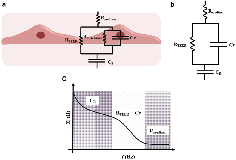 Transepithelial/Transendothelial Electrical Resistance (TEER) to Measure the Integrity of Blood