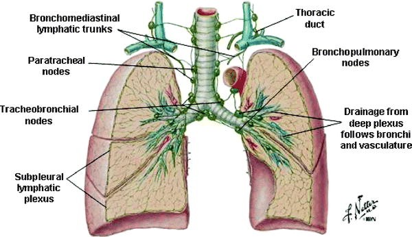 Anatomy of the Thoracic Wall, Pulmonary Cavities, and Mediastinum ...