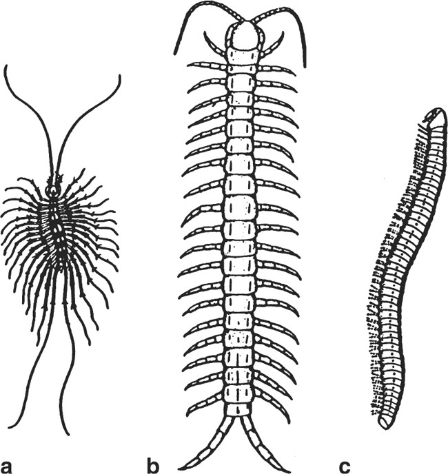 Arthropods and Health | SpringerLink