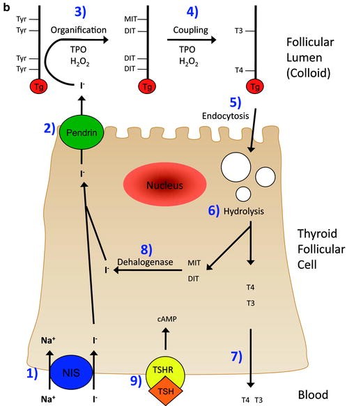 Thyroid Hormone Regulation of Mammalian Reproductive Development and