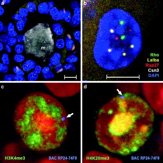 Fluorescence in situ Hybridization (FISH) on Tissue Cryosections
