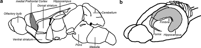 Dissection of Rodent Brain Regions | SpringerLink