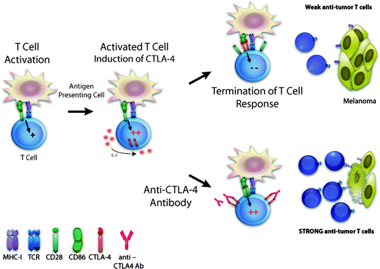 AntiCTLA4 Monoclonal Antibodies SpringerLink