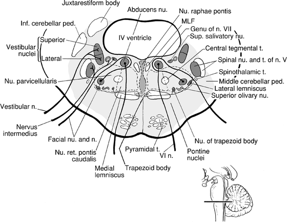 Brainstem: Medulla, Pons, and Midbrain | SpringerLink