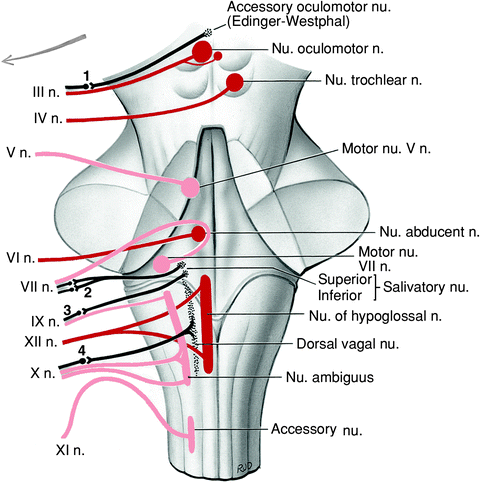 Which Cranial Nerve In The Diagram Has A Somatic Motor Function