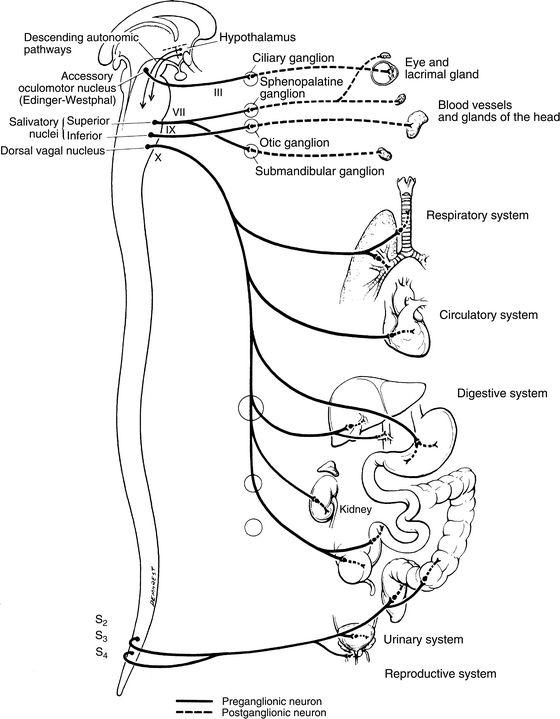 Autonomic Nervous System | SpringerLink