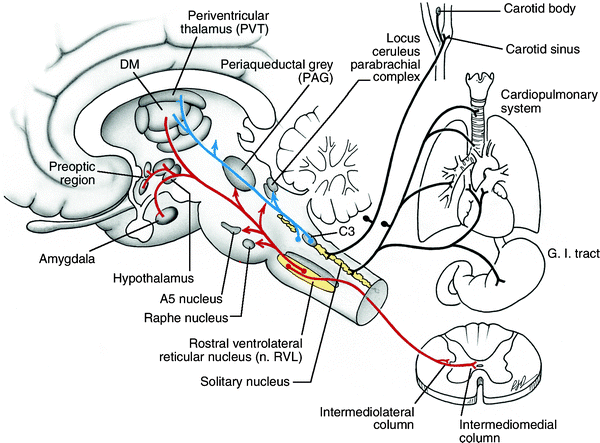 Autonomic Nervous System | SpringerLink