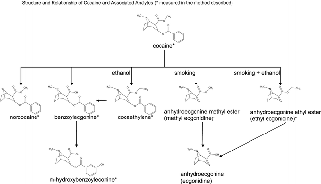 Cocaine and Metabolites by LC-MS/MS | SpringerLink