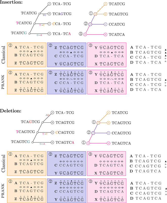 Phylogenyaware alignment with PRANK SpringerLink