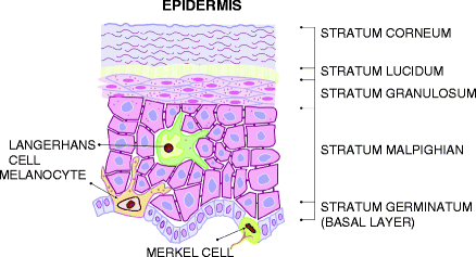 Skin Cell Diagram Skin Cell Diagram