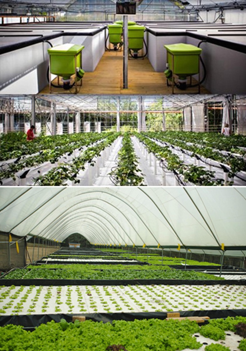 decoupled aquaponics systems springerlink