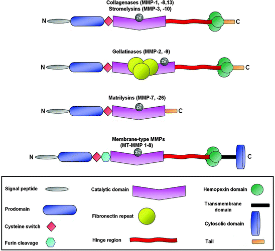 Matrix Metalloproteinases | SpringerLink