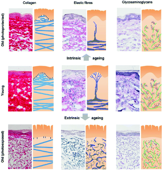 Mechanical Properties of Aging Human Skin SpringerLink