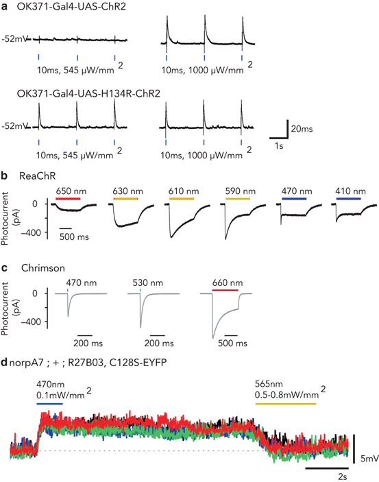 in Drosophila melanogaster SpringerLink