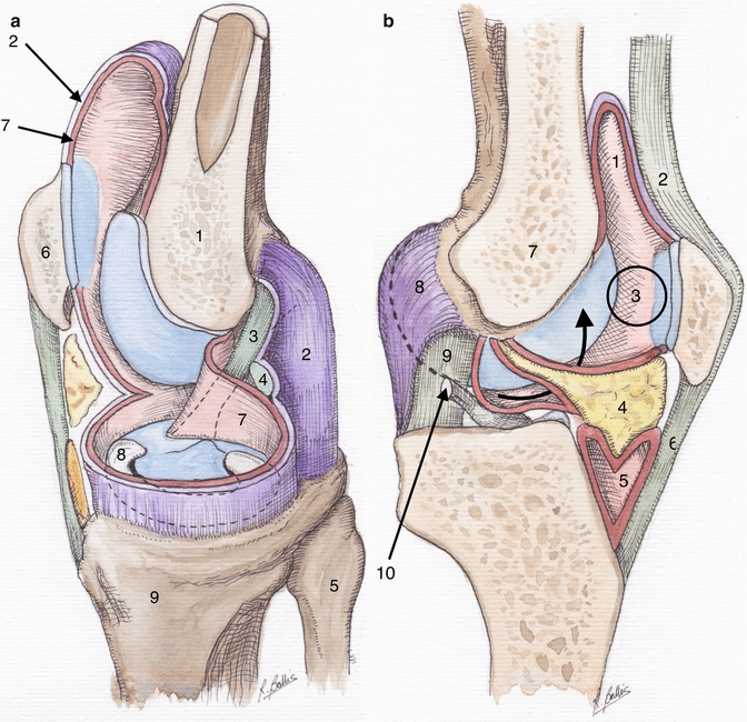 Anatomy, Physiology, and Biomechanics of the Native Knee SpringerLink