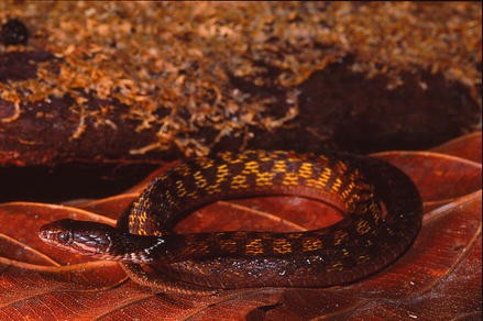 venom fanged springerlink snakes