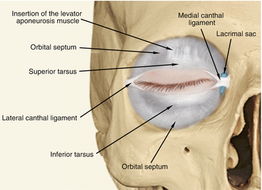 30 Eye Socket Anatomy Diagram