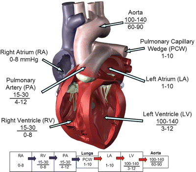 General Features of the Cardiovascular System | SpringerLink