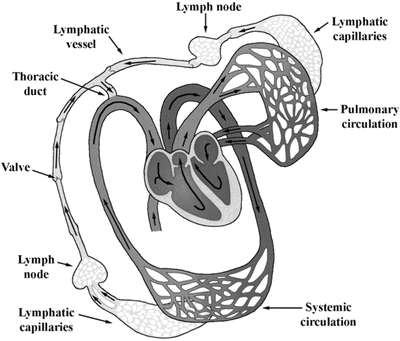 General Features of the Cardiovascular System | SpringerLink