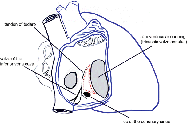 Anatomy of the Human Heart | SpringerLink