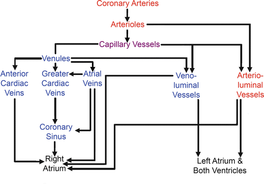 The Coronary Vascular System and Associated Medical Devices | SpringerLink