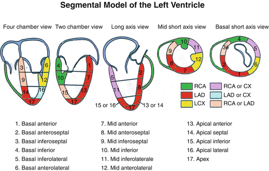 Сегменты миокарда левого желудочка схема
