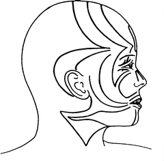 Blaschko Lines | SpringerLink
