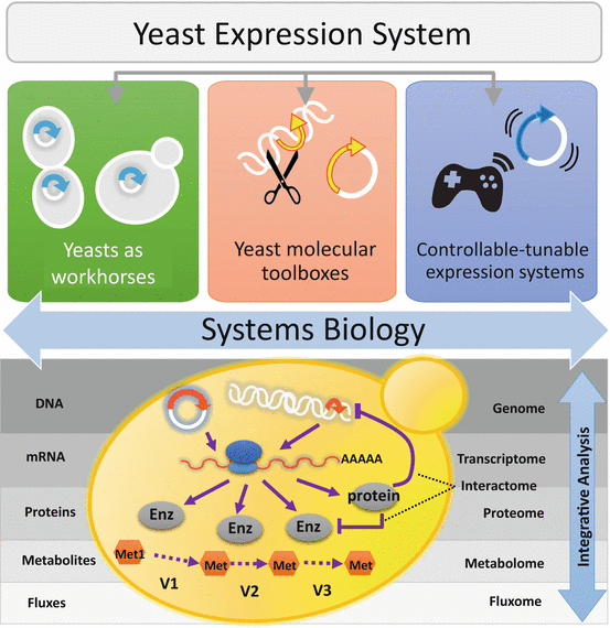 Yeast Expression Systems for Industrial Biotechnology SpringerLink