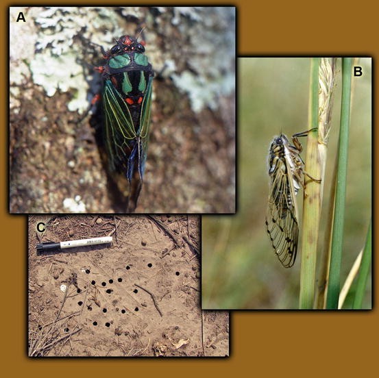 are cicadas blind are cicadas blind