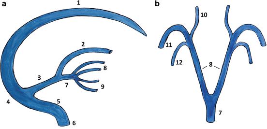 Vein Of Galen Anatomy